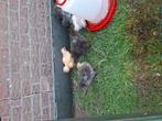 zijdehoen kriel kuikens, Dieren en Toebehoren, Pluimvee, Geslacht onbekend, Kip