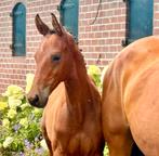 Te koop prachtige stoer hengstveulen, Dieren en Toebehoren, Paarden, Hengst, Dressuurpaard, 0 tot 2 jaar