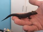 tribolonotus gracilis (rood oog skink), Dieren en Toebehoren, Hagedis, Tam, 0 tot 2 jaar