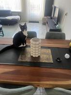 Lief katje zoekt een veilig baasje, Dieren en Toebehoren, Katten en Kittens | Overige Katten, Kater