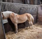 Stoere  1,5 jarige Haflinger hengst, Dieren en Toebehoren, Pony's, Hengst, A pony (tot 1.17m), 0 tot 2 jaar