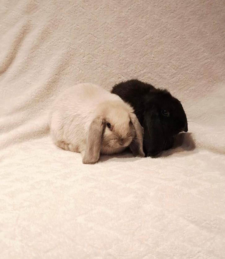 🧸❤️RASZUIVER MINILOP HANGOOR KOPPELTJE SUPERLIEF& ZINDELIJK, Dieren en Toebehoren, Konijnen, Dwerg, Meerdere dieren, 0 tot 2 jaar