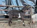 Bruinbonte melkgeiten bok, Dieren en Toebehoren, Mannelijk, Geit