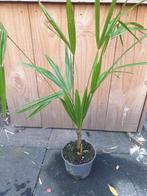 Trachycarpus fortunei, Bloeit niet, Minder dan 100 cm, Palmboom, Ophalen