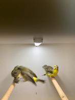 mozambique sijsjes, Meerdere dieren