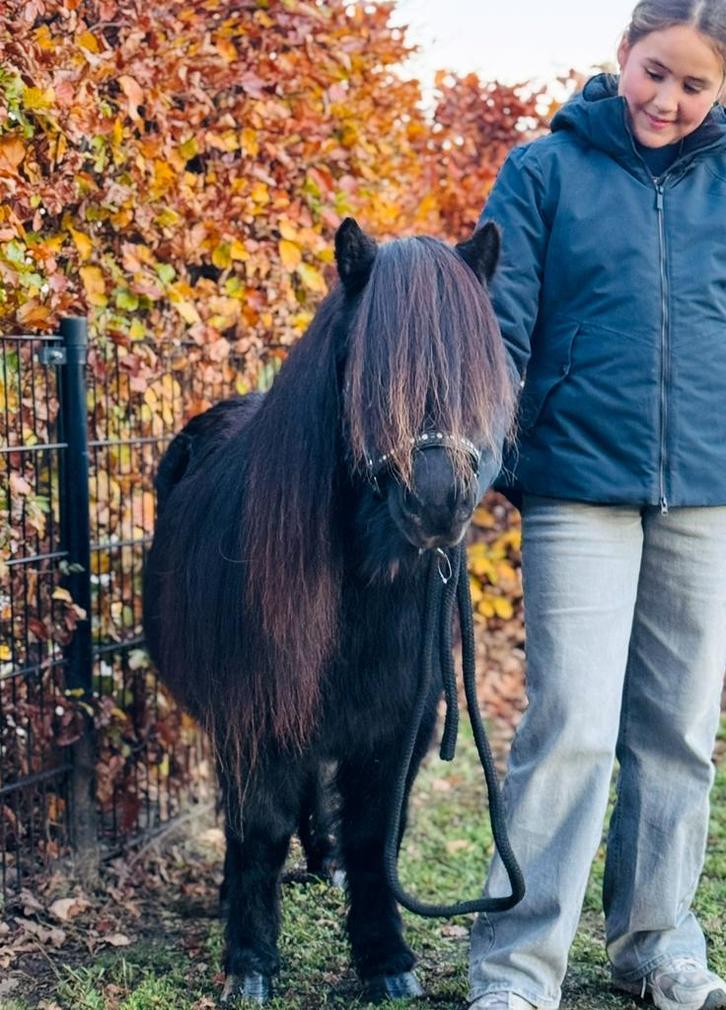 🩷Twee Prachtige gitzwarte shetlanders 🫶 92cm!!, Dieren en Toebehoren, Pony's, Merrie, A pony (tot 1.17m), Recreatiepony, 7 tot 10 jaar