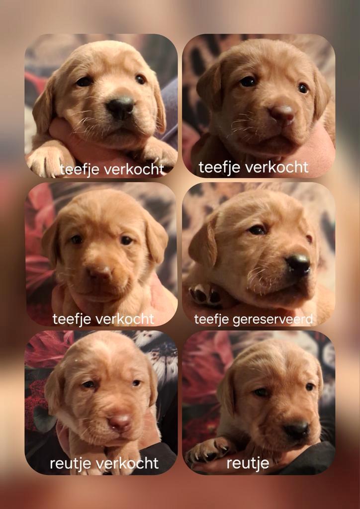 Prachtige donker blonde labrador pup laatste reutje., Dieren en Toebehoren, Honden | Retrievers, Spaniëls en Waterhonden, Meerdere dieren