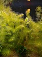Te koop hoornblad, Dieren en Toebehoren, Vissen | Aquaria en Toebehoren, Ophalen of Verzenden, Plant(en), Steen of Hout
