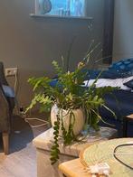 Kamerplant met pot, Huis en Inrichting, Ophalen, Vetplant, Halfschaduw, In pot