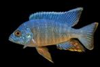 Malawi Cichliden: Aulonocara turkis, Dieren en Toebehoren, Vissen | Aquariumvissen, Vis, Zoetwatervis