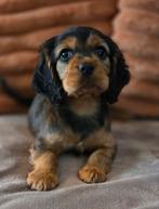 Te koop mooie Engelse Cockerspaniël pups, Dieren en Toebehoren, Honden | Retrievers, Spaniëls en Waterhonden, Reu, CDV (hondenziekte)