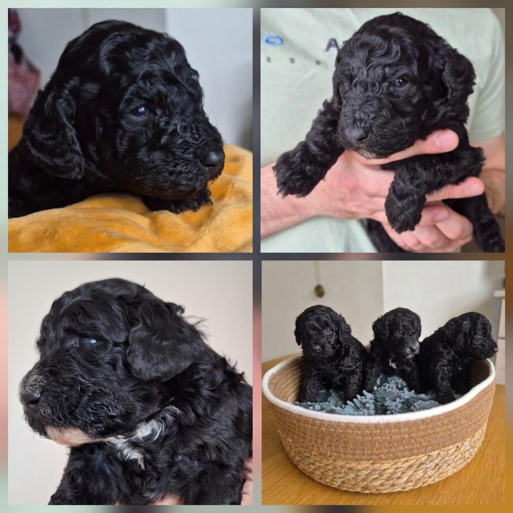 labradoodle pups - liefdevol opgegroeid in huis, België, Particulier, Overige rassen, 8 tot 15 weken