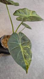 Alocasia Regal Shield Aurea Variegata, Ophalen of Verzenden, Halfschaduw, Minder dan 100 cm