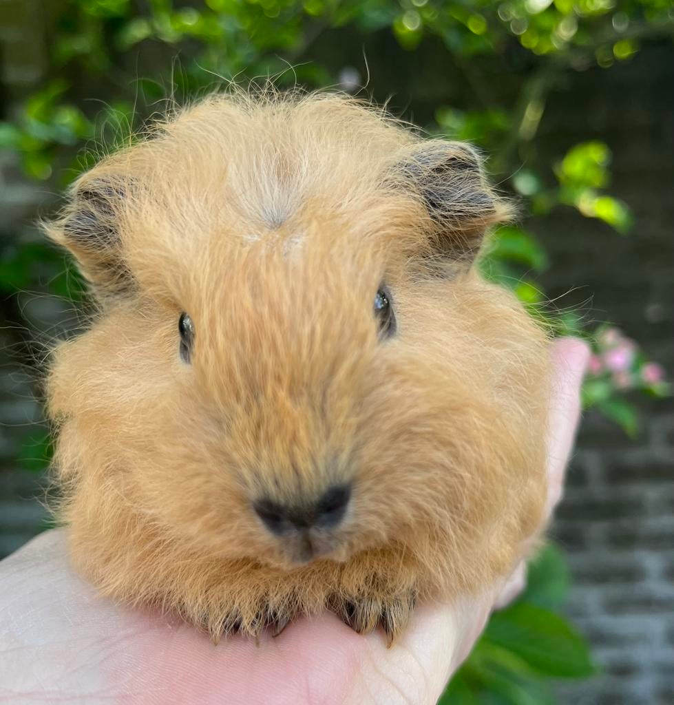 Lief crème California cavia beertje CH teddy, Dieren en Toebehoren, Knaagdieren, Mannelijk, Tam, Maart, Cavia