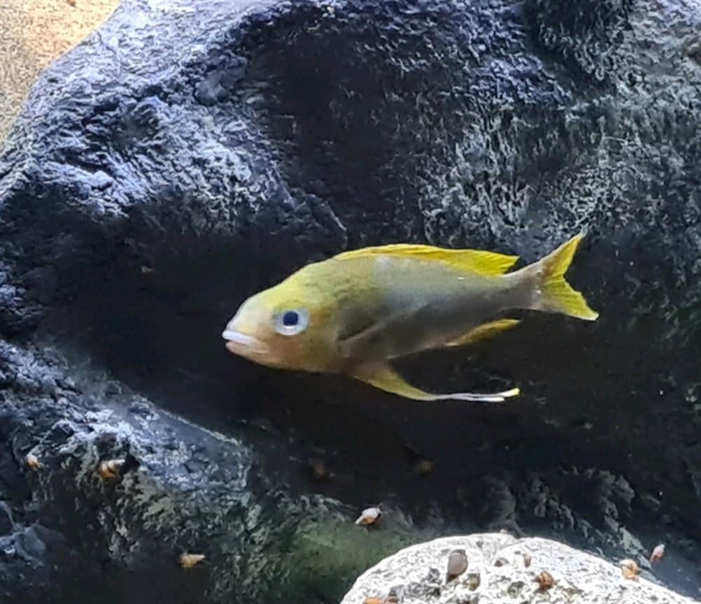 Opthalmotilapia ventralis 'kala island" wv, Dieren en Toebehoren, Vissen | Aquariumvissen, Vis