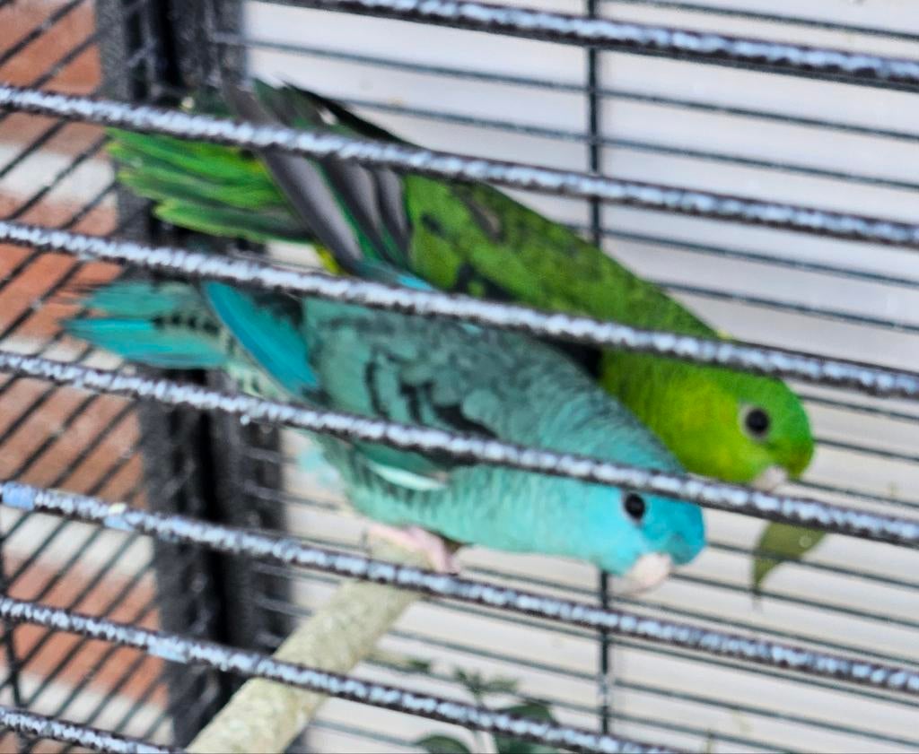 Catharina parkiet GERESERVEERD, Geslacht onbekend, Parkiet