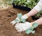 TUINMEST  KOEMEST TUINBEMESTING GAZONBEMESTING  KOEMEST, Tuin en Terras, Ophalen of Verzenden, Koemestkorrels