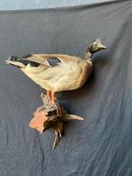 Opgezette Wilde Eend - Prachtig Mannetje, Ophalen of Verzenden, Zo goed als nieuw, Vogel, Opgezet dier