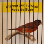 F1 kapoetsensijs x kanarie bastaard Goede zanger, Dieren en Toebehoren, Mannelijk, Wildzangvogel, Geringd