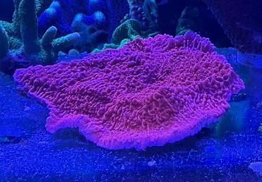 Montipora stekken, Dieren en Toebehoren, Overige typen