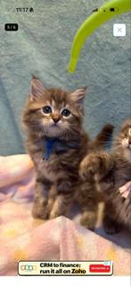 Maincoon/Sibirische kitten, 0 tot 2 jaar