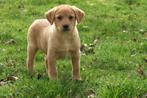 Red Fox Labrador x Toller Retriever pups, Parvo, Nederland, Overige rassen, 8 tot 15 weken