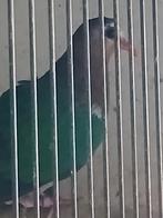 Groenvleugel duif  koppel, Meerdere dieren, Tropenvogel, Geringd