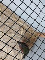 Roulroul hen van 2025, Vrouwelijk, Kip