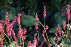 Persicaria, Bodembedekkers, Volle zon, Vaste plant, Ophalen of Verzenden