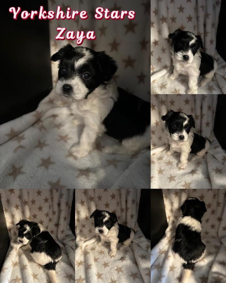 Yorkshire Terrier pups, Dieren en Toebehoren, Honden | Jack Russells en Terriërs, Meerdere dieren, Yorkshire Terriër, Fokker | Hobbymatig