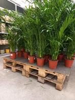 Chamaedorea Cataractarum P19 ca 90cm hoog, Groene kamerplant, Ophalen, Halfschaduw, Minder dan 100 cm