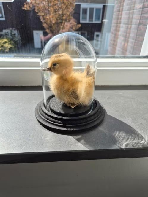 Opgezette eend (kuiken) in glazen stolp, Ophalen, Zo goed als nieuw, Vogel, Opgezet dier