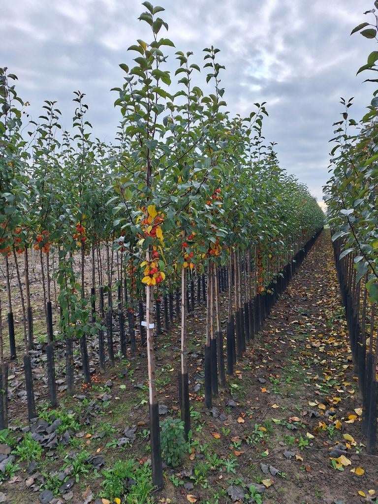 Malus 'Evereste' sierappel 🌳🍎, Ophalen, Volle zon, Overige soorten