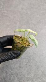 Alocasia Ninja Tricolor Variegata, Ophalen of Verzenden, Halfschaduw, Minder dan 100 cm