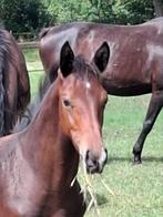 2 dressuurhengsten, Met stamboom, Dressuurpaard, 0 tot 2 jaar, Hengst