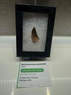 Nanotyrannus tand - top kwaliteit, Ophalen of Verzenden, Fossiel