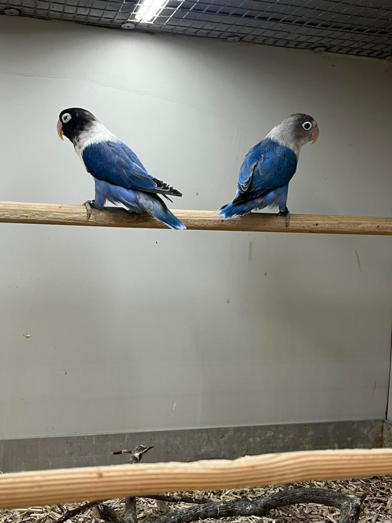 1-1 Agapornis Personata Blauw, Meerdere dieren, Dwergpapegaai of Agapornis, Geringd