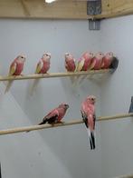 Bourkeparkiet, Dieren en Toebehoren, Vogels | Parkieten en Papegaaien, Meerdere dieren, Parkiet, Geringd