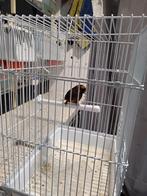 Super mooi kobalt  en een bruin barmsijsje, Dieren en Toebehoren, Vogels | Overige Vogels, Mannelijk