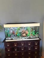 Aquarium (juwel) met vissen, Dieren en Toebehoren, Ophalen, Zo goed als nieuw, Leeg aquarium, Inclusief vissen