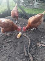 Leghennen oud, Dieren en Toebehoren, Pluimvee, Vrouwelijk, Kip