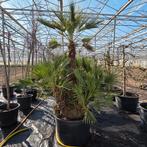 Palmboom Chamaerops Humilis - Dwergpalm multistam, Overige soorten, Volle zon, Vaste plant, Ophalen of Verzenden