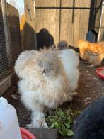 2 jonge USA zijdehoen haantjes - gratis, Dieren en Toebehoren, Pluimvee, Mannelijk, Kip