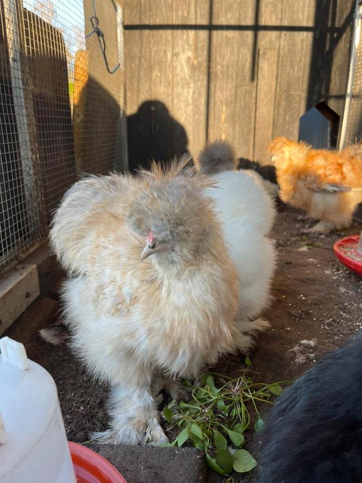 2 jonge USA zijdehoen haantjes - gratis, Dieren en Toebehoren, Pluimvee, Kip, Mannelijk