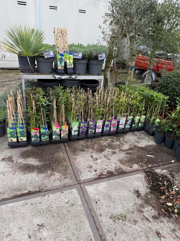 Groot bloemige clematis en 8 soorten lonicera mix, Tuin en Terras, Planten | Tuinplanten, Ophalen, Volle zon, Vaste plant, Klimplanten