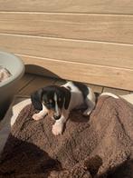 5 Prachtig teckel puppy’s zoeken een baasje, Standaard, 8 tot 15 weken, Korthaar, Meerdere