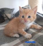 Prachtige kittens 💕, Meerdere dieren, Kortharig, 0 tot 2 jaar