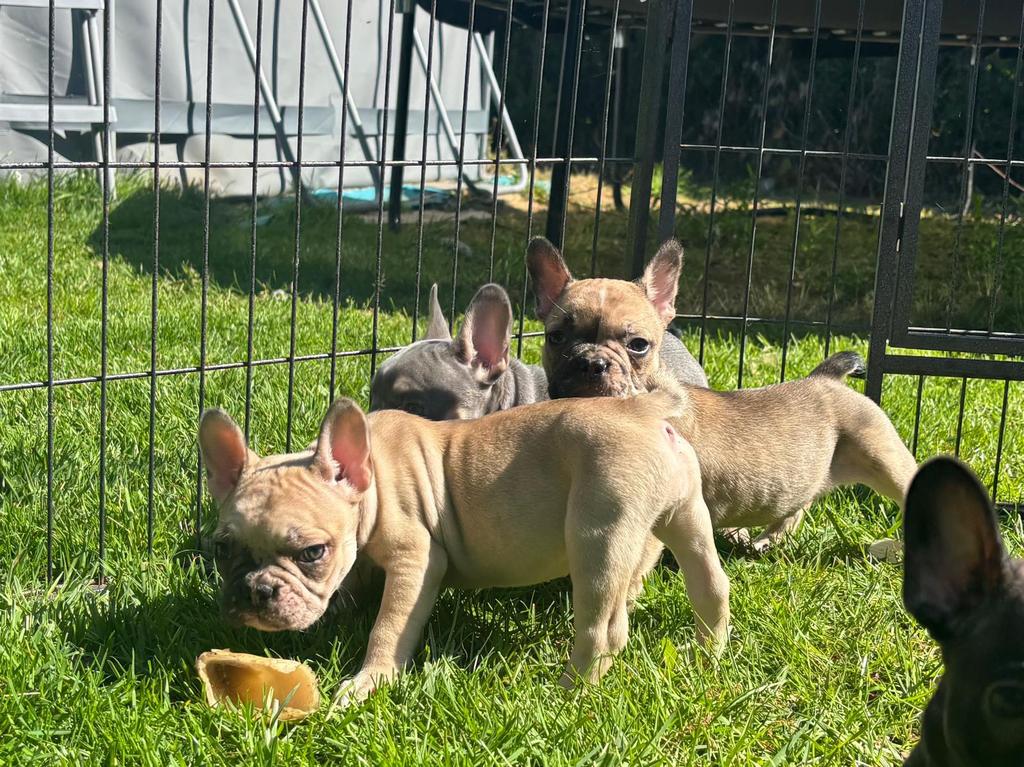 Super lieve Franse bulletjes, Dieren en Toebehoren, België, Particulier, 8 tot 15 weken, Teef