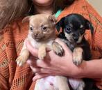 Chihuahuia kruising pups, Parvo, 8 tot 15 weken, Meerdere, Meerdere dieren