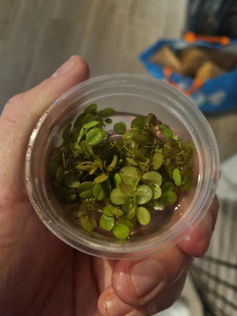 Salvinia Minima - Mooie drijfplantjes voor je aquarium., Dieren en Toebehoren, Ophalen